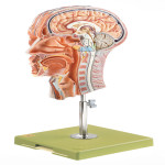 Head Half Model
